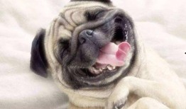 巴哥爆料最新人物视频,揭秘神秘人物幕后故事